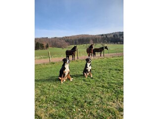 Ferienbauernhof Brandt-Unsere Hunde