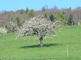 Ferienbauernhof Brandt-Frühling