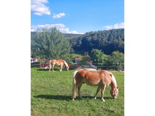 Bergfeldhof-Gastpferde