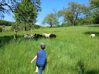 Aussicht auf unsere Schafherde