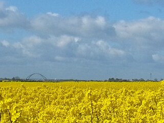 Rapsblüte Fehmarn