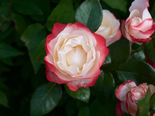 Rosenblüte 2016