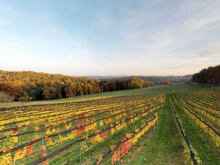 BS-Ramminger_Weingarten_Oststeiermark