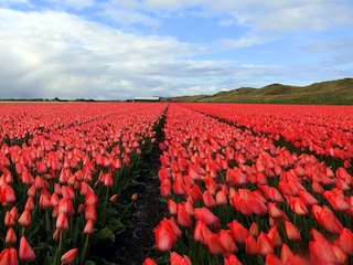 Schöne blühende Blumen im April und Mai