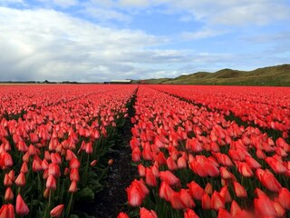 Vakantieappartement Callantsoog Omgeving 22