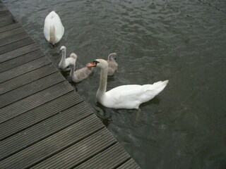 Vakantiehuis Medemblik Omgeving 24