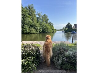 Ausblick mit Hund