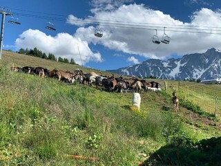 Parc de vacances Peisey-Nancroix Environnement 36
