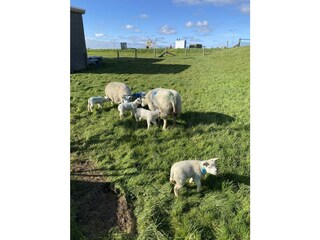 Texel Schafe