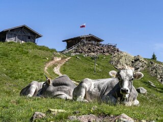 Gfriller alm