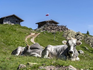 zahlreiche Almen