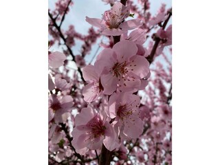 Blüten