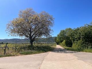 Blick auf Diedesfeld