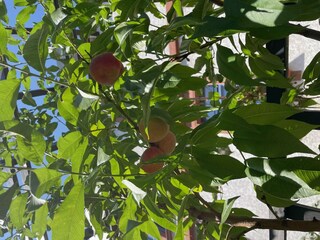 Obst Vorgarten IMG_1804