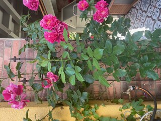 Im Vorgarten IMG_1683