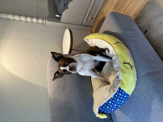 Hunde sind willkommen