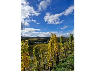 Wanderung durch die Weinberge