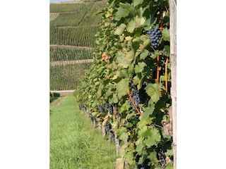 Weinberge