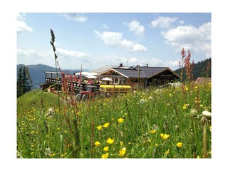 Schüttalm - Sommer 2