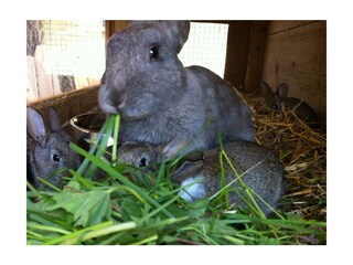 Unsre kleinen Hasen 003