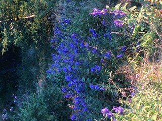 Schwalbenschanz-Enzian