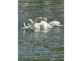 IMG_9158 2