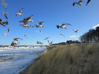 Ferienhaus Zingst Umgebung 14