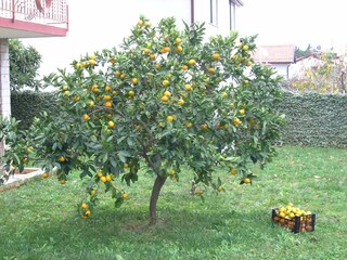 Holiday apartment Novigrad (Istrien) Outdoor Recording 6