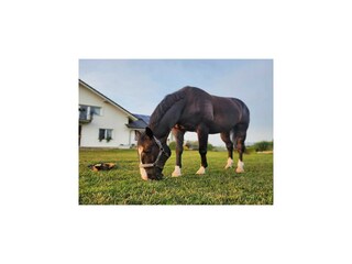 Apartment Kołczewo Outdoor Recording 7