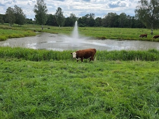 Vakantiehuis Mörlunda  29