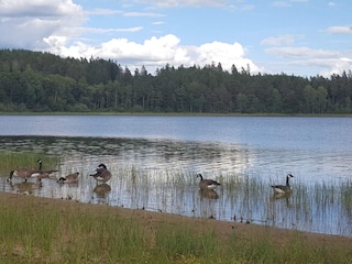 Vakantiehuis Mörlunda  19
