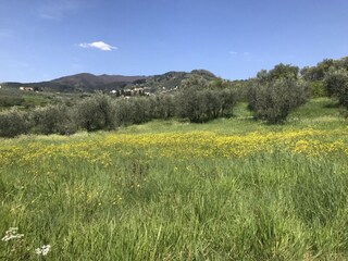 Type de propriété : Ferme Montecarlo Enregistrement extérieur 25