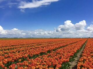 tulip fields Julianadorp
