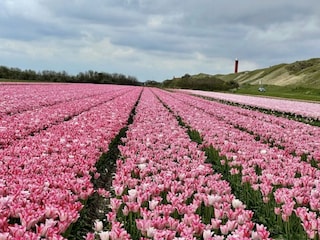 tulip field