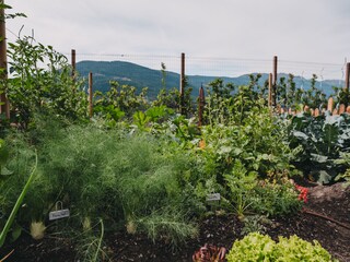 a wide variety of salads and vegetables