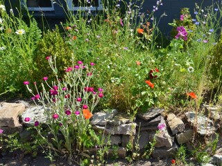Landhaus Grimburg, Grimburg, Garten Blumen