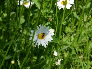 Landhaus Grimburg, Grimburg, Margerite