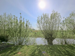 am Teich die Fische beobachten