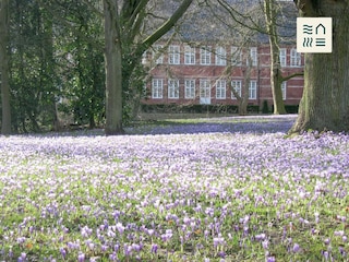 Krokusblüte in Husum