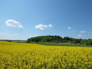 Der Weinberg mit dem Haus davor.
