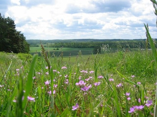 Blick vom Weinberg Richtung Behrendsee.
