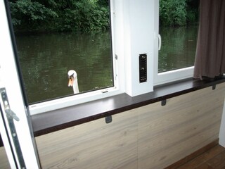 Die Alsterschwäne schauen ins Wohnzimmerfenster