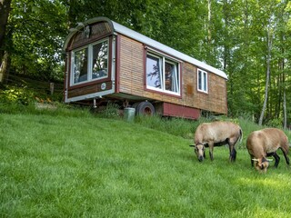 Der Zirkuswagen steht auf unserer Schafweide