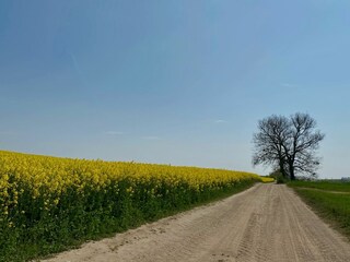 Rapsfeld im Frühjahr