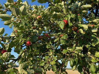 Äpfel im Spätsommer