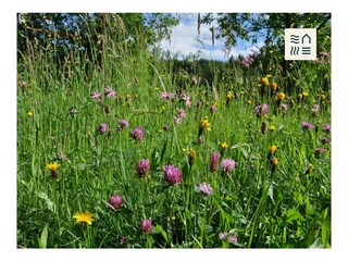 Sommerwiese