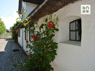 Rosen umschmeicheln das ganze Haus