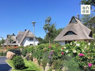 volle Blüte