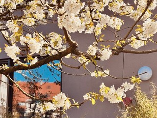 Kirschblüte