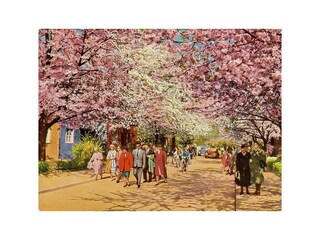 Historische Postkarte zur Kirschblüte